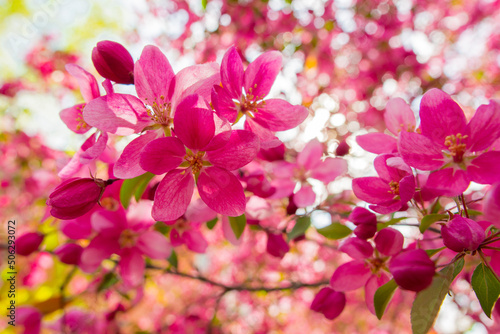pink flowers of apple tree wonderful malus spektrablis macro