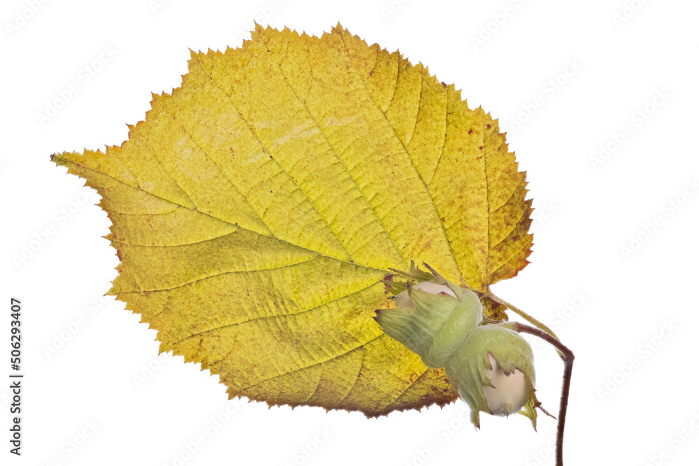 Obraz premium isolated on white hazelnut with leaf