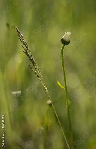 Daisy with morning dew in the meadow. © venars.original