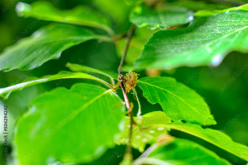 spider on leaf spider on leaf