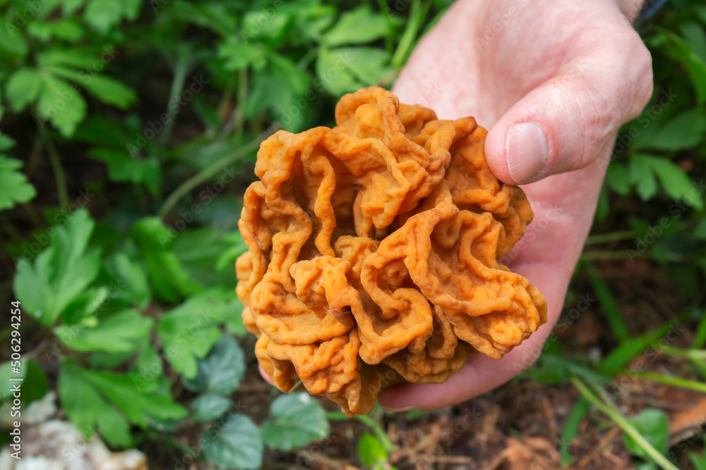 A closeup shot of a gyromitra gigas mushroom in male hand by spring day. A mushroom picker is holding a cap A closeup shot of a gyromitra gigas mushroom in male hand by spring day. A mushroom picker is holding a cap