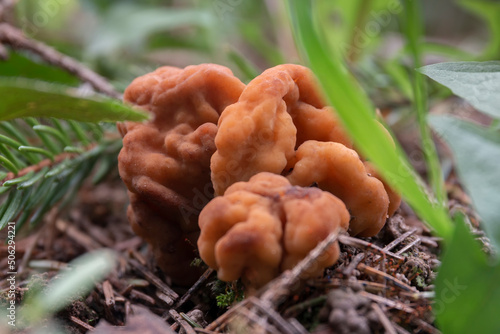 A closeup shot of a gyromitra gigas mushroom in a grass by spring day