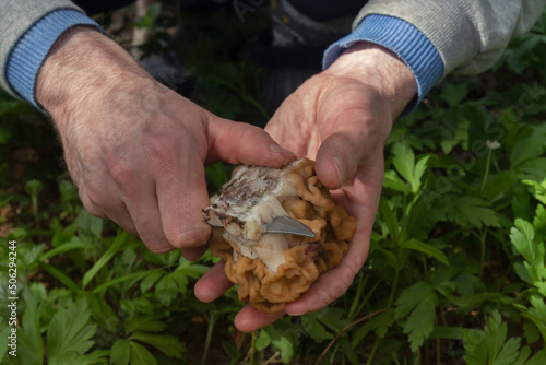 A closeup shot of a gyromitra gigas mushroom and a knife in male hands by spring day. A mushroom picker is cutting a dirty stem