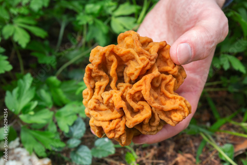 A closeup shot of a gyromitra gigas mushroom in male hand by spring day. A mushroom picker is holding a cap