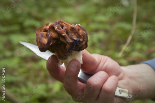 A closeup shot of a gyromitra gigas mushroom and a knife in male hand by spring day. A mushroom picker is holding a cap