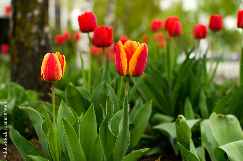 Red and yellow tulip on the lawn Red and yellow tulip on the lawn