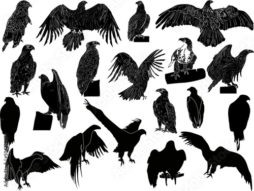 nineteen black eagle silhouettes isolated on white