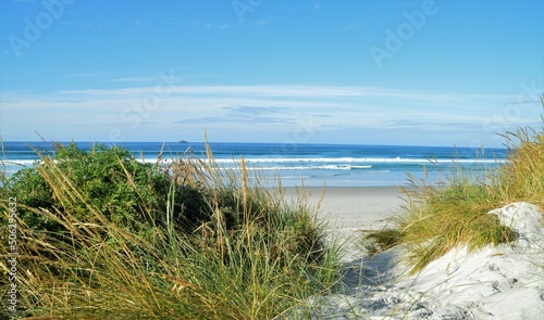 dunes and grass on the beach 