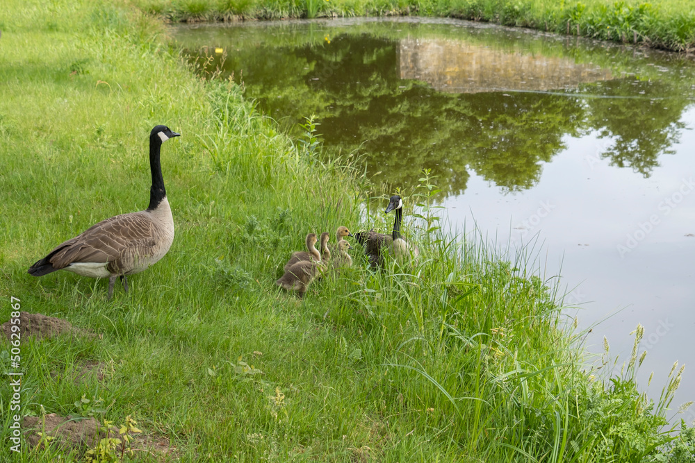 Kanadagänse (Branta canadensis) mit Küken Kanadagänse (Branta canadensis) mit Küken