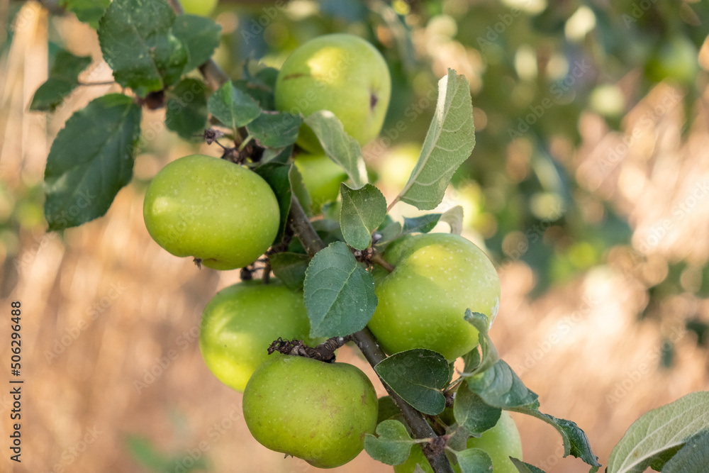 Selective focus, organically grown apples in the apple orchard Selective focus, organically grown apples in the apple orchard