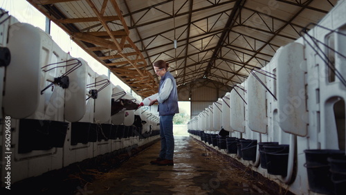 Livestock worker feeding calf at cowshed. Animal care at dairy production farm