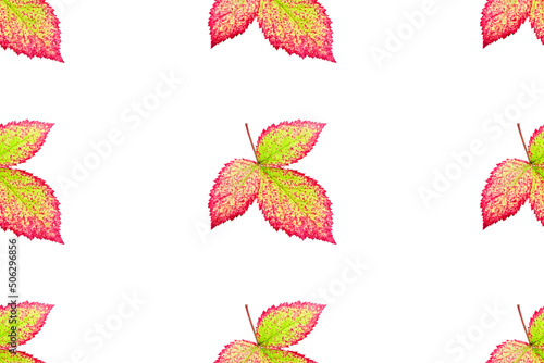 Red and yellow leaf seamless pattern on a white background. Autumn leaves isolated.