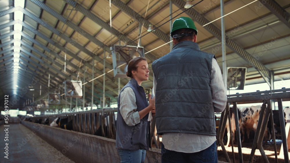 Smiling livestock workers talking in cowshed. Agriculture team using tablet. Smiling livestock workers talking in cowshed. Agriculture team using tablet.