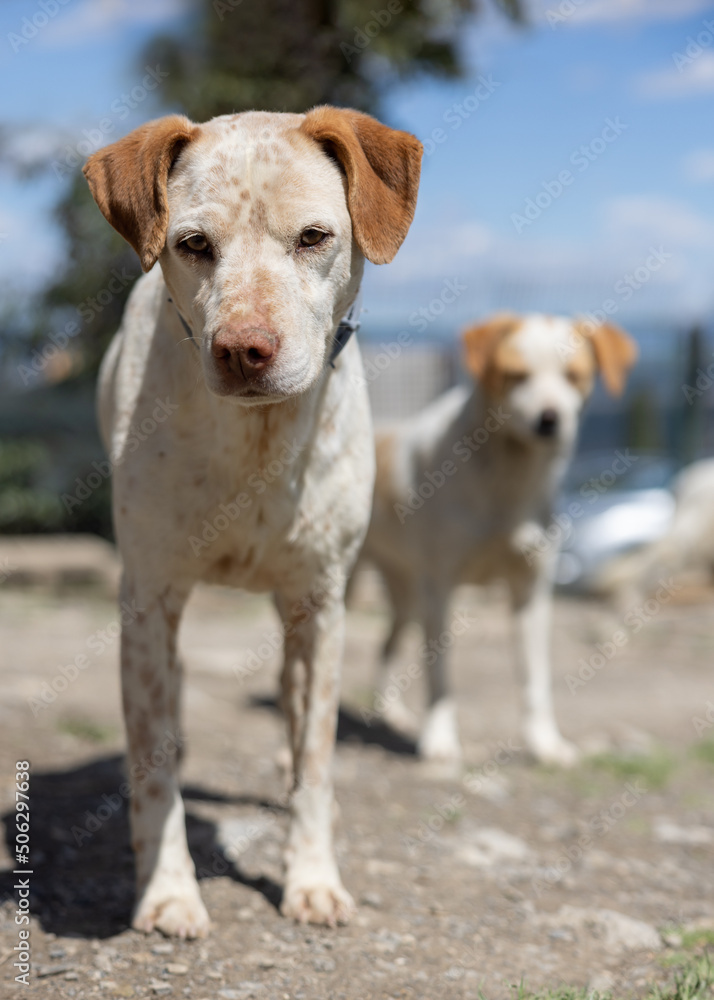 Two young brown and white shelter dogs curiously looking into the camera.