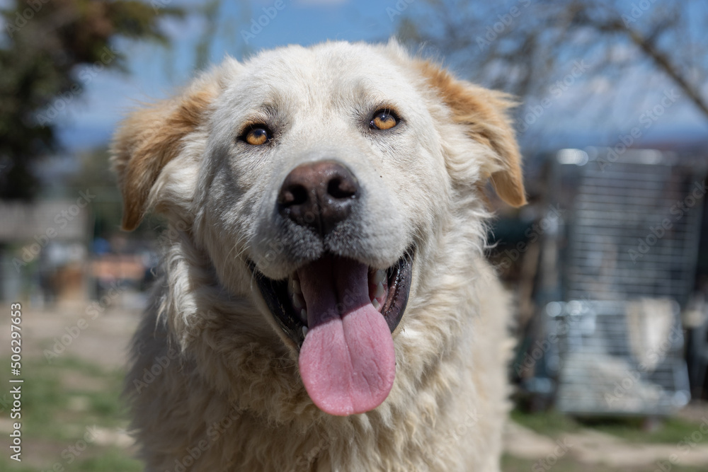 Maremmano mix dog looking at the camera with his tongue hanging out making a funny happy face. Maremmano mix dog looking at the camera with his tongue hanging out making a funny happy face.