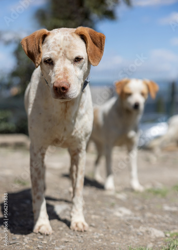 Two young brown and white shelter dogs curiously looking into the camera.