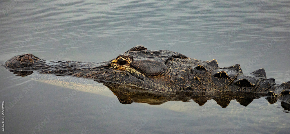 Obraz premium Florida alligator head with room for text