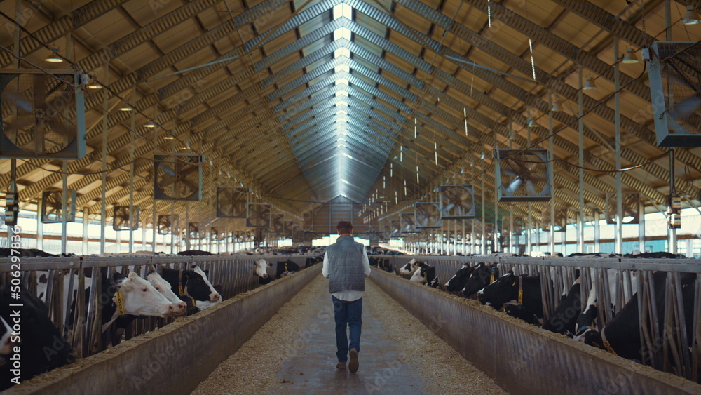 Obraz premium Dairy farm worker control animal care process. Holstein cows eating in feedlots.