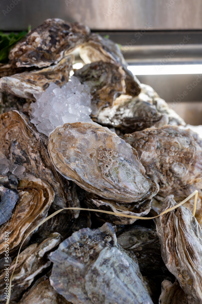 Fresh raw oysters seashells for sale on fish market ready to eat