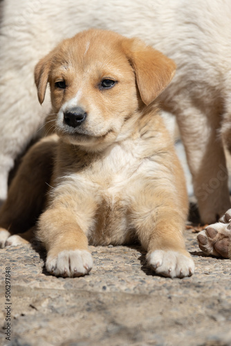 Young brown puppy dog lying on the floor with another puppy standing above him.