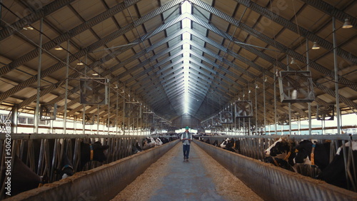 Farm worker walking cowshed alone. Livestock supervisor inspect dairy facility.