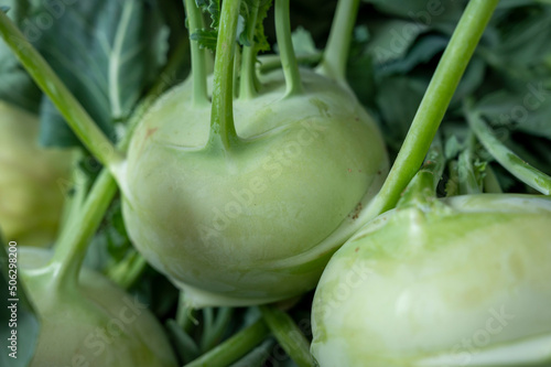 New harvest of light green kohlrabi cabbage with leaves photo