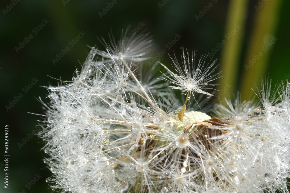 Close up macro image of dandelion seed head with delicate lace-like patterns. Detail shot of close up bud of a dandelion with water drops on dark background. Close up macro image of dandelion seed head with delicate lace-like patterns. Detail shot of close up bud of a dandelion with water drops on dark background.
