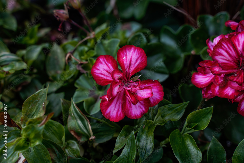 Bright pink and white geranium plant with wandering vine plant. Bright pink and white geranium plant with wandering vine plant.