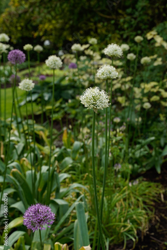 Large purple and white Globemaster Allium flowers along a garden path. Outdoor garden space. Portrait orientation.