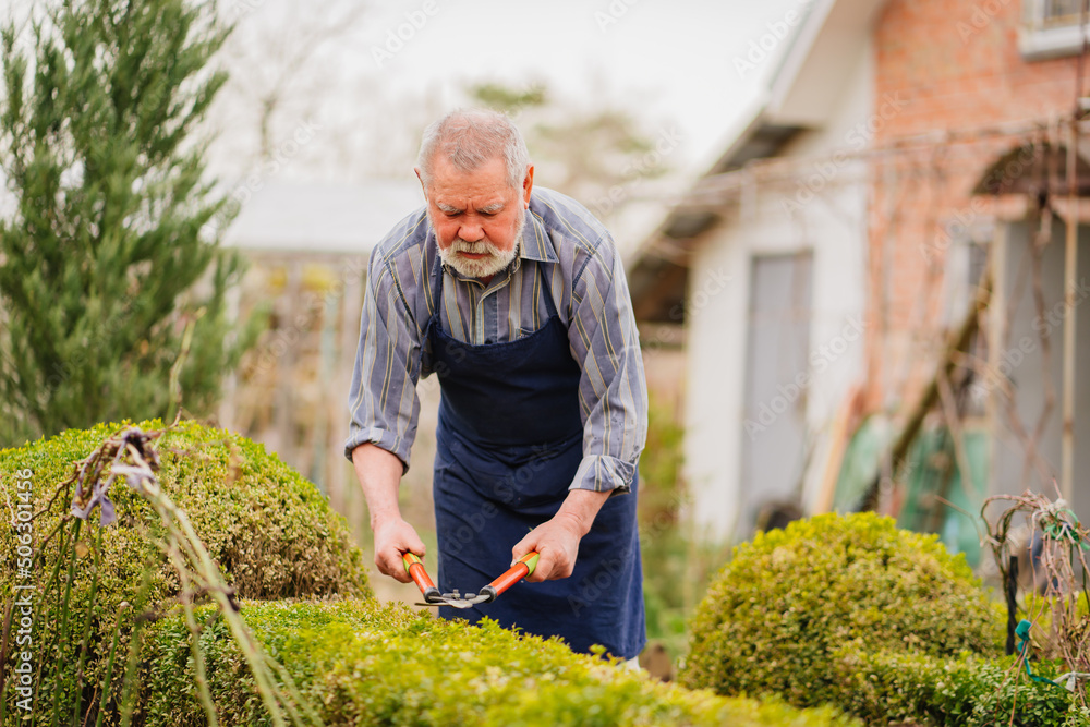Fototapeta premium elderly man cuts bushes in the garden with large pruner.