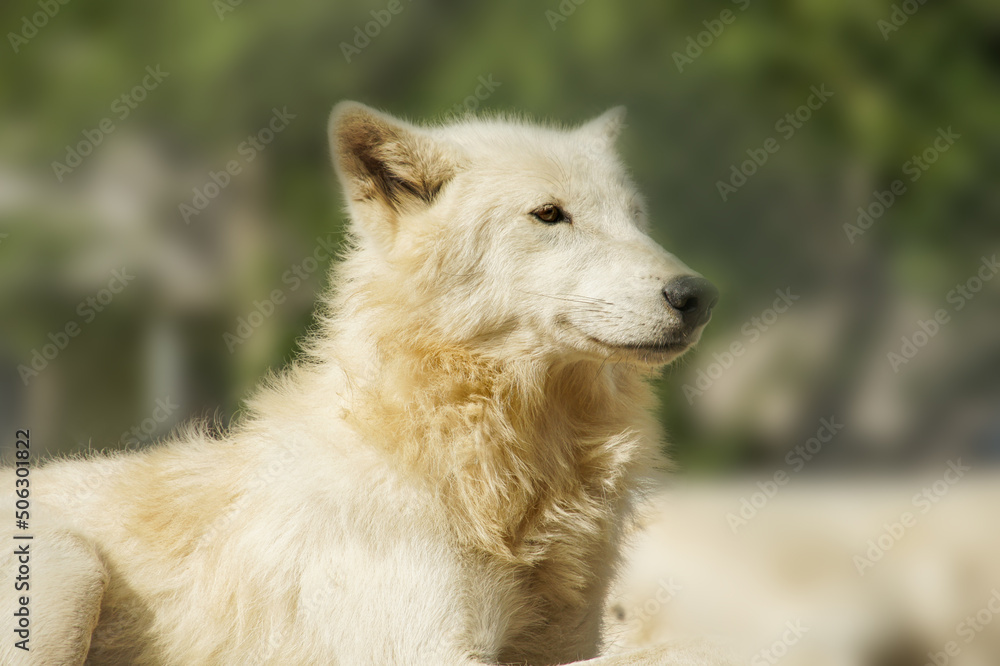 Fototapeta premium White wolf