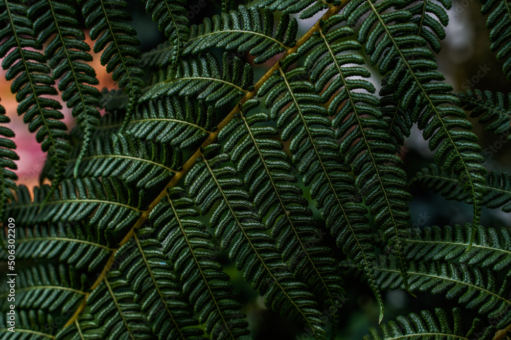 Close up of the detail of a large, dark green fern.