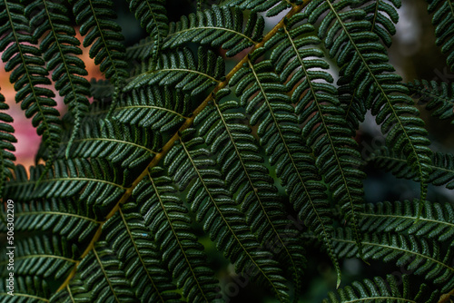 Close up of the detail of a large, dark green fern.