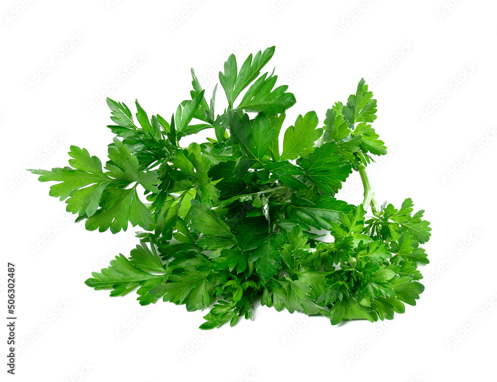 bunch of fresh green parsley isolated on white background bunch of fresh green parsley isolated on white background