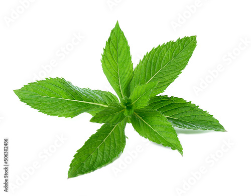 Sprig of peppermint with green leaves on a white isolated background. Culinary spice for drinks and food