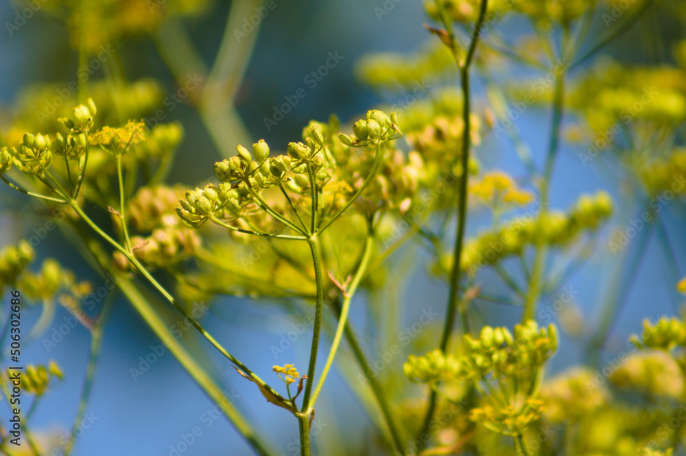 Closeup of yellow parsnip with selective focus on foreground and blue sky on background Closeup of yellow parsnip with selective focus on foreground and blue sky on background