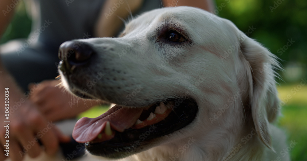 Man hand brushing retriever soft fur closeup. Happy dog lie with tongue out Man hand brushing retriever soft fur closeup. Happy dog lie with tongue out