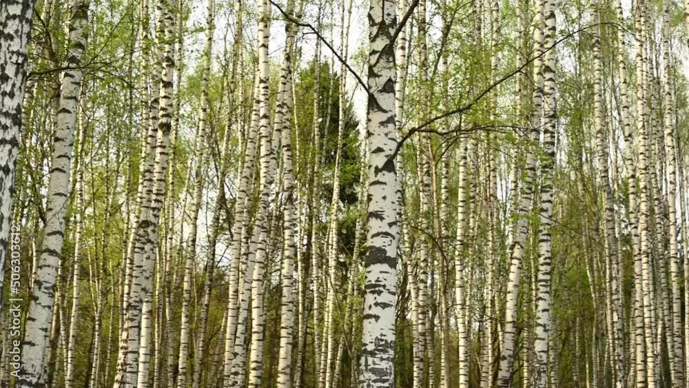 Birch grove in spring. Circular panorama camera movement. High quality 4k footage Birch grove in spring. Circular panorama camera movement. High quality 4k footage