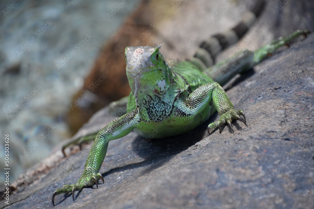 Green Iguana with Claws on a Rock Green Iguana with Claws on a Rock