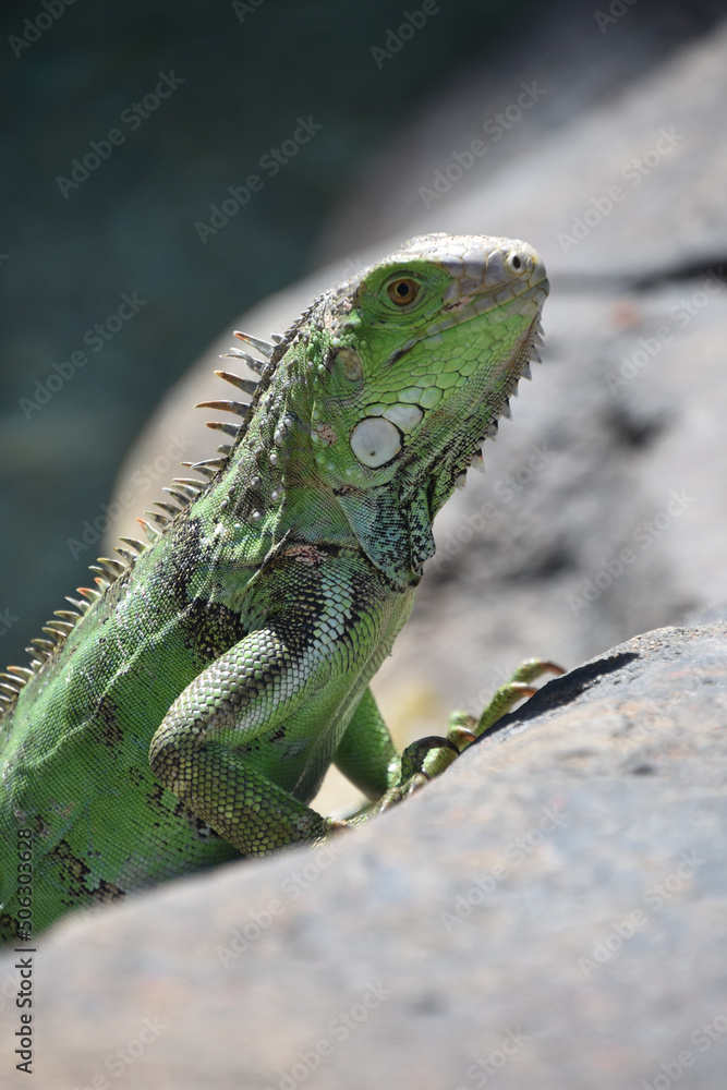 Large Green Lizard on a Big Rock Large Green Lizard on a Big Rock