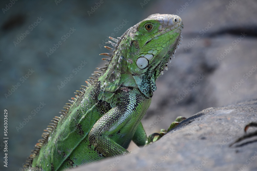 Fototapeta premium Terrific Profile of a Green Iguana Lizard