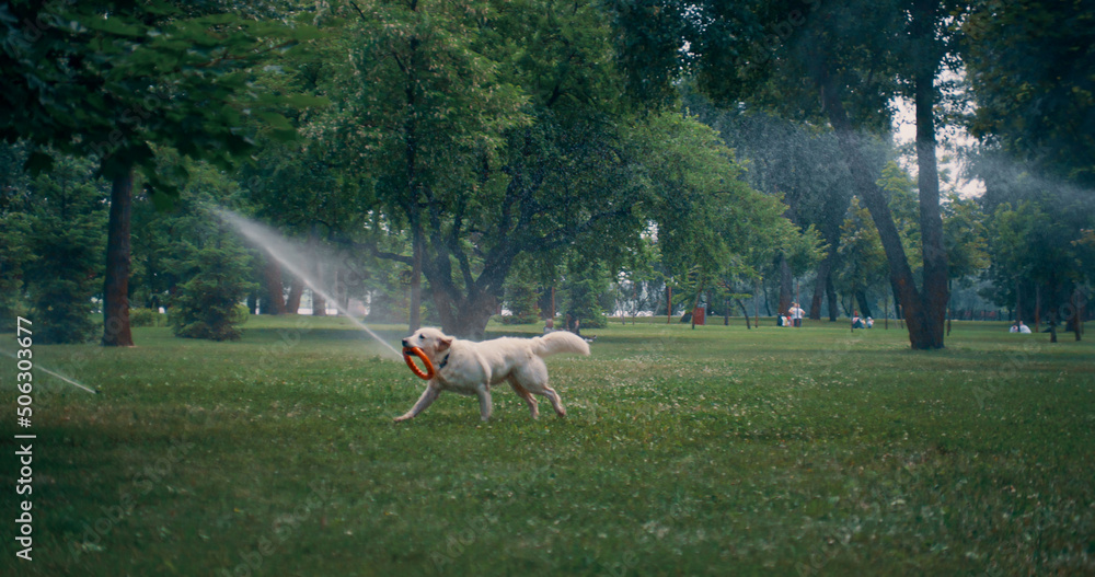 Energetic golden retriever run with rubber toy in mouth under sprinkler in park. Energetic golden retriever run with rubber toy in mouth under sprinkler in park.