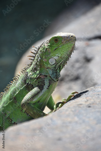 Wallpaper Mural Large Green Lizard on a Big Rock Torontodigital.ca