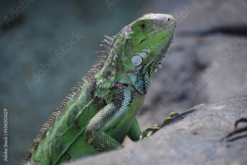 Terrific Profile of a Green Iguana Lizard