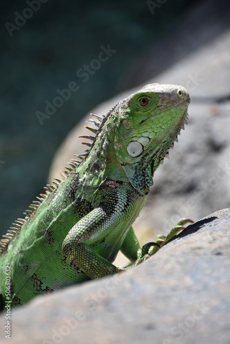 Profile of a Green Iguana Lizard on a Rock