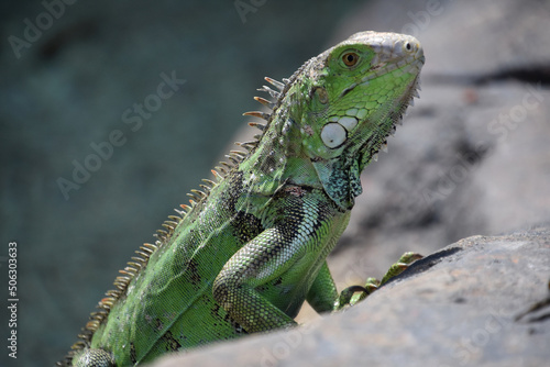 Green Spikes Down the Back of an Iguana