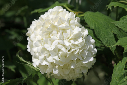 white flowers in the garden, common snowball, viburnum opulus