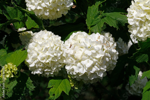 white flowers in the garden, common snowball, viburnum opulus