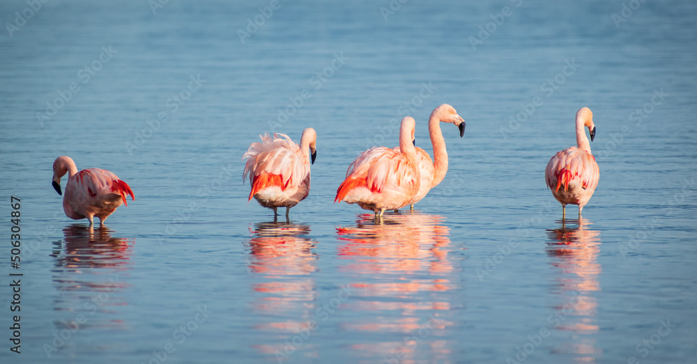 Obraz premium Phoenicopterus chilensis, flamenco rosado chileno, bandada de flamencos en las orillas de la costa marina, mar azulado , bandada de flamencos alimentándose libres, salvajes