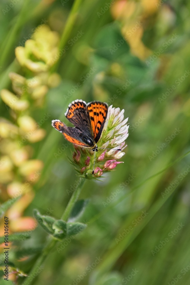 butterfly on flower butterfly on flower